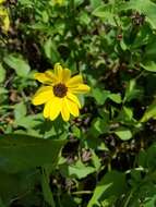 Image of cucumberleaf sunflower