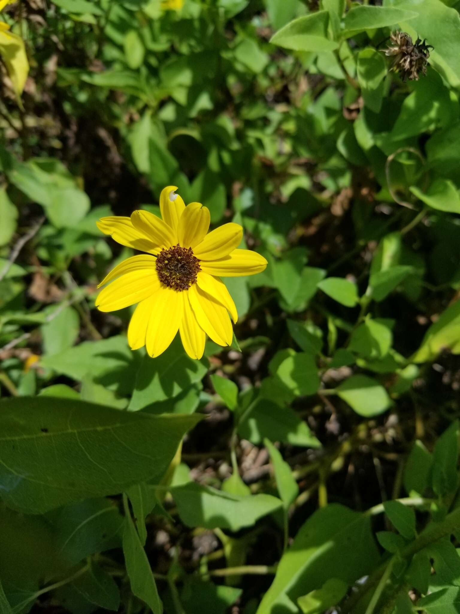 Image of cucumberleaf sunflower