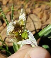 Image of African crocus