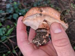 Image of Tricholoma fracticum (Britzelm.) Kreisel 1984