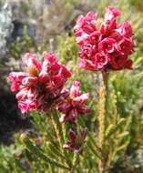 Image of Audouinia capitata (L.) Brongn.