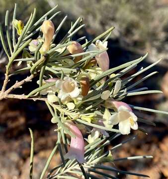 Eremophila oppositifolia R. Br. resmi