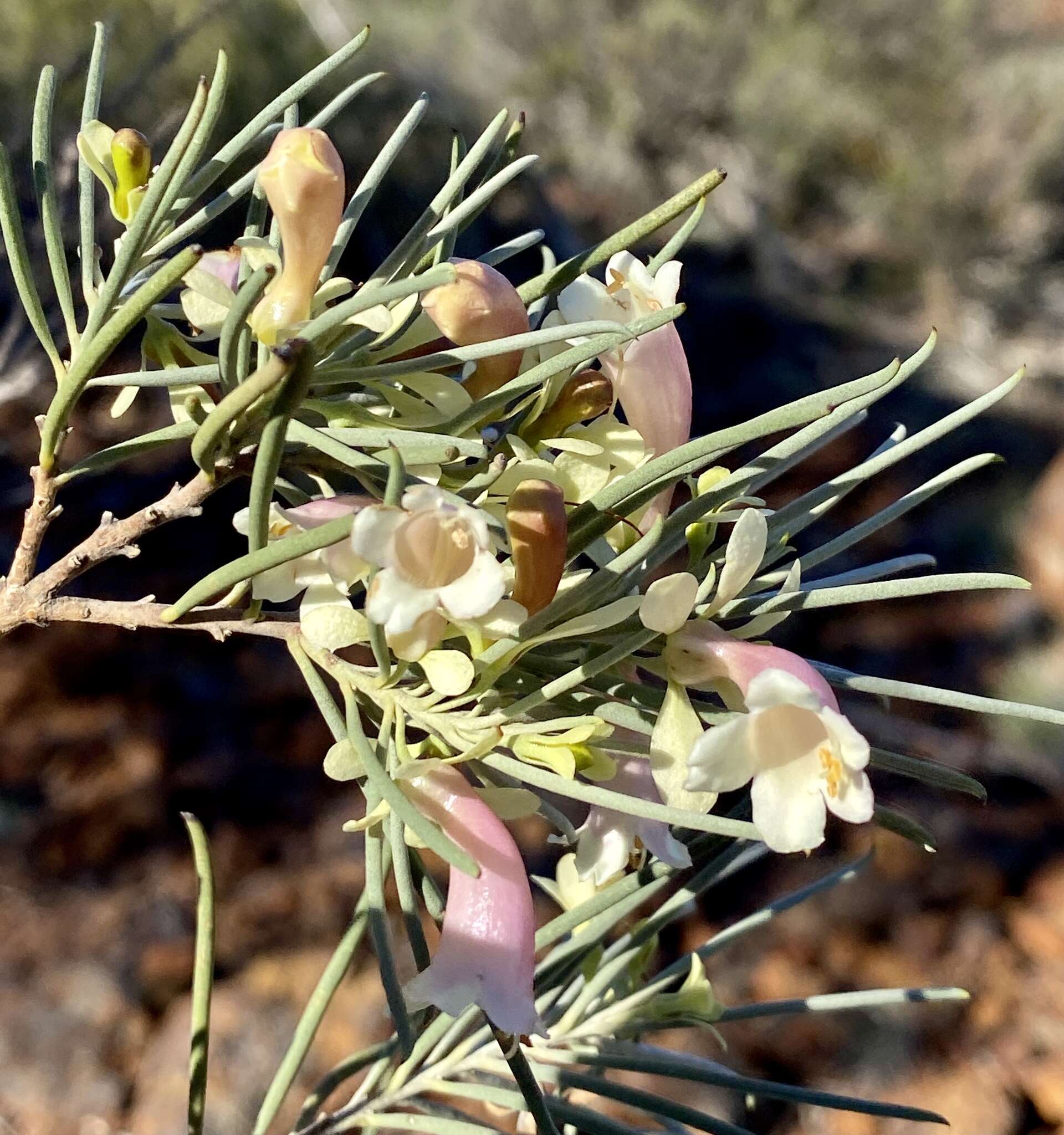 Image of Eremophila oppositifolia R. Br.