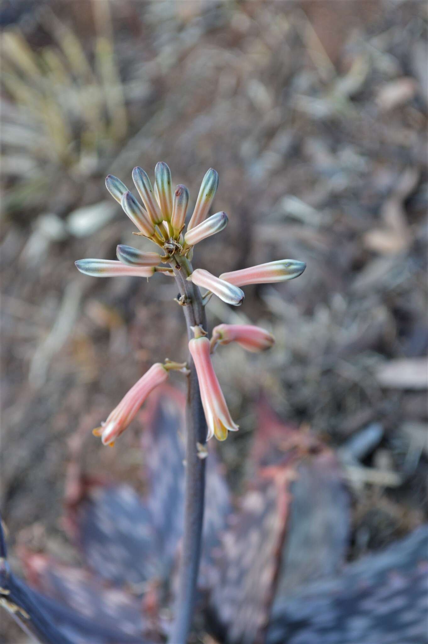 Image of Aloe transvaalensis Kuntze