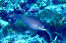 Image of Disappearing wrasse