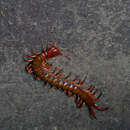 Image of Scolopendra multidens Newport 1844