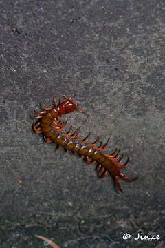 Imagem de Scolopendra multidens Newport 1844