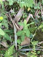 Image of Hypericum sampsonii Hance