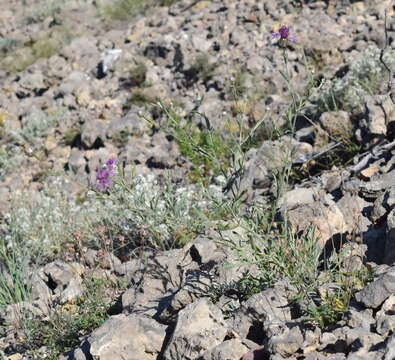 Image of Centaurea sarandinakiae Illarionova