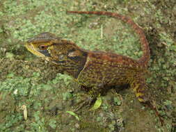 Image of Bocourt's Dwarf Iguana