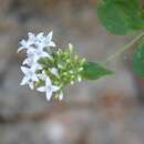 Image of Bouvardia quinquenervata Standl.