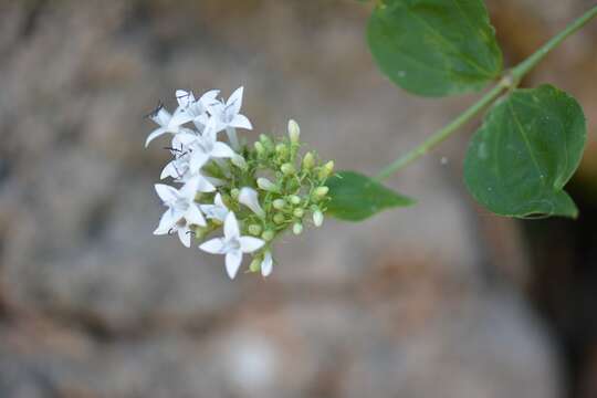 Plancia ëd Bouvardia quinquenervata Standl.