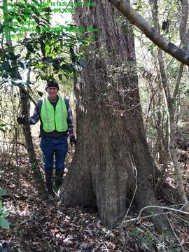 Quercus sinuata var. sinuata的圖片