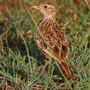 Image of Archer's Lark