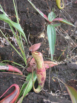 Image of Nepenthes kampotiana Lecomte