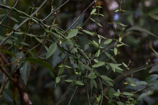 Слика од Orthosia virgata (Poir.) Fourn.