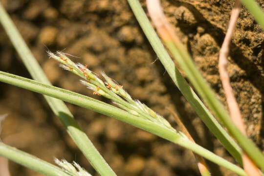 Imagem de Panicum fauriei Hitchc.