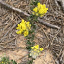 Image of Aspalathus quinquefolia subsp. virgata (Thunb.) R. Dahlgren