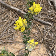 صورة Aspalathus quinquefolia subsp. virgata (Thunb.) R. Dahlgren