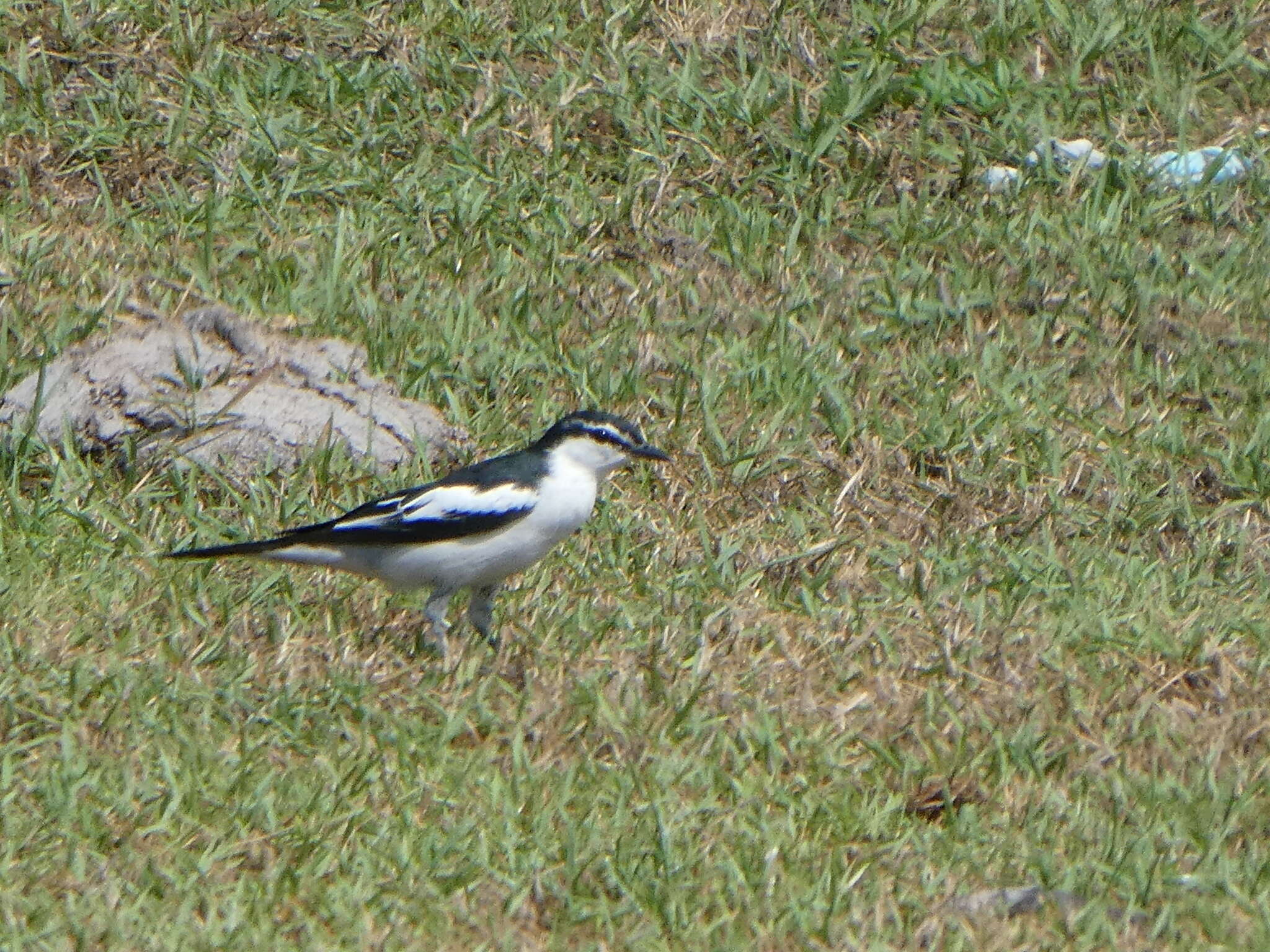 Image of White-shouldered Triller