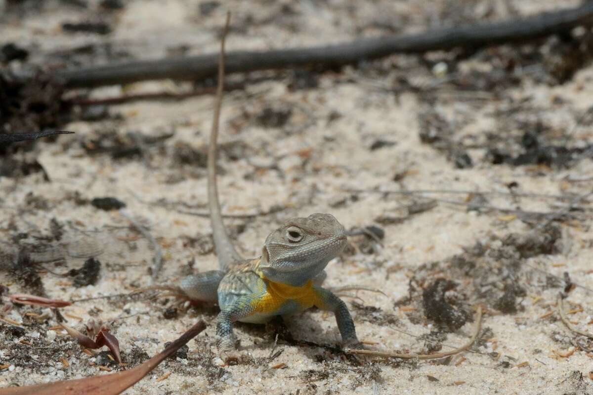 Ctenophorus pictus (Peters 1866) resmi