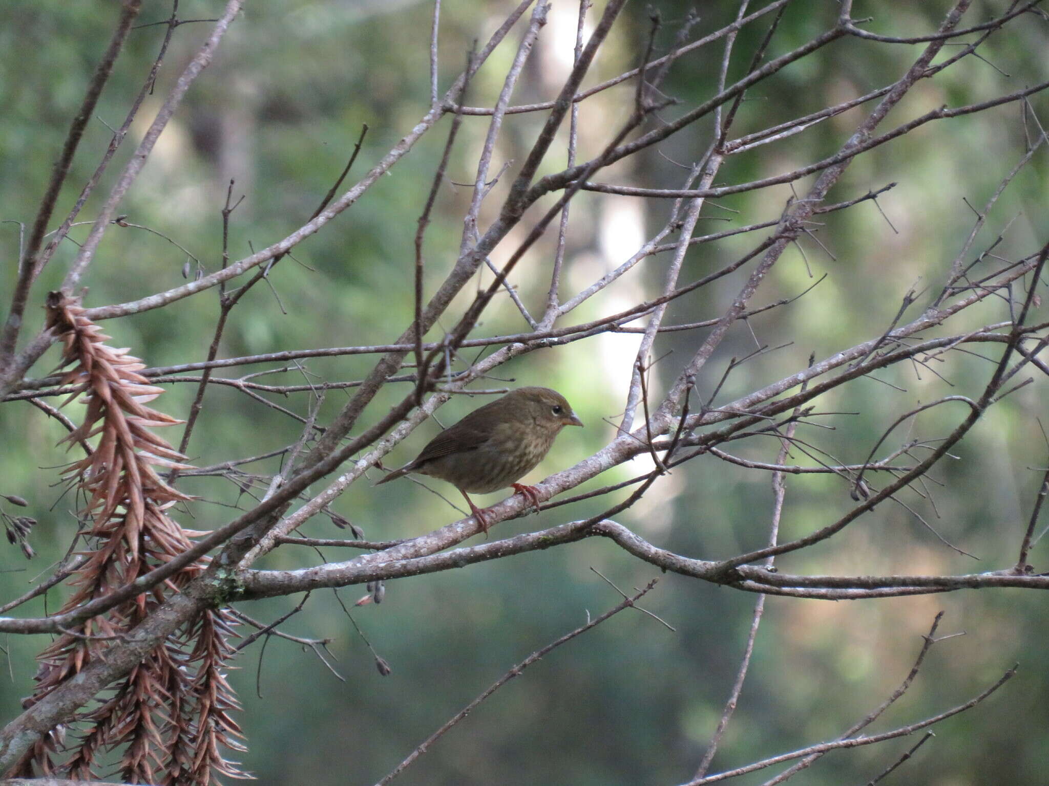 Image of Uniform Finch