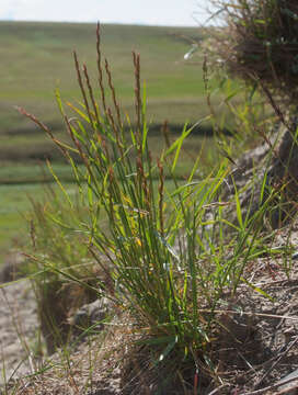 Elymus lenensis (Popov) Tzvelev的圖片