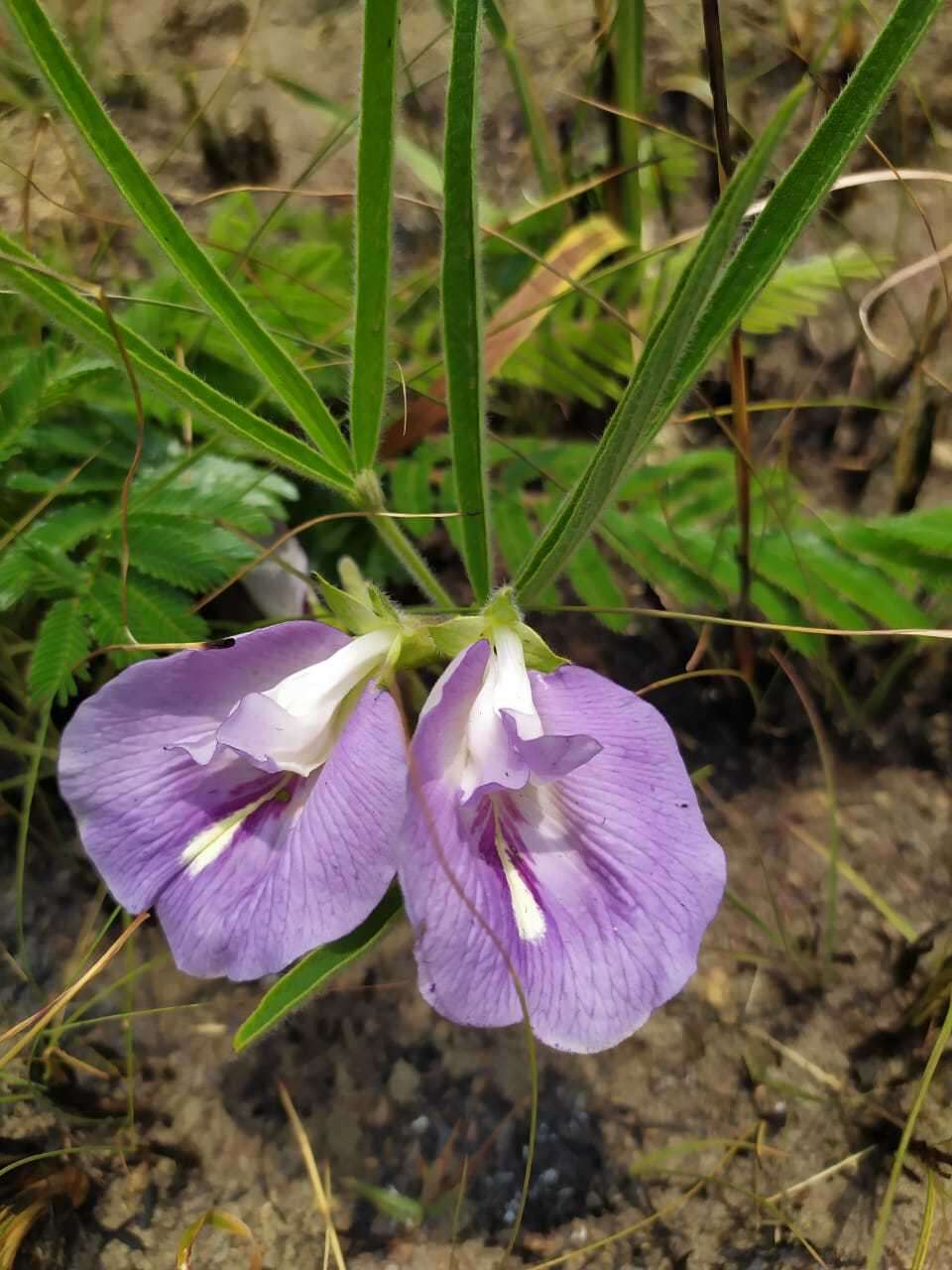 صورة Clitoria guianensis (Aubl.) Benth.