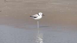 Image of crab-plovers