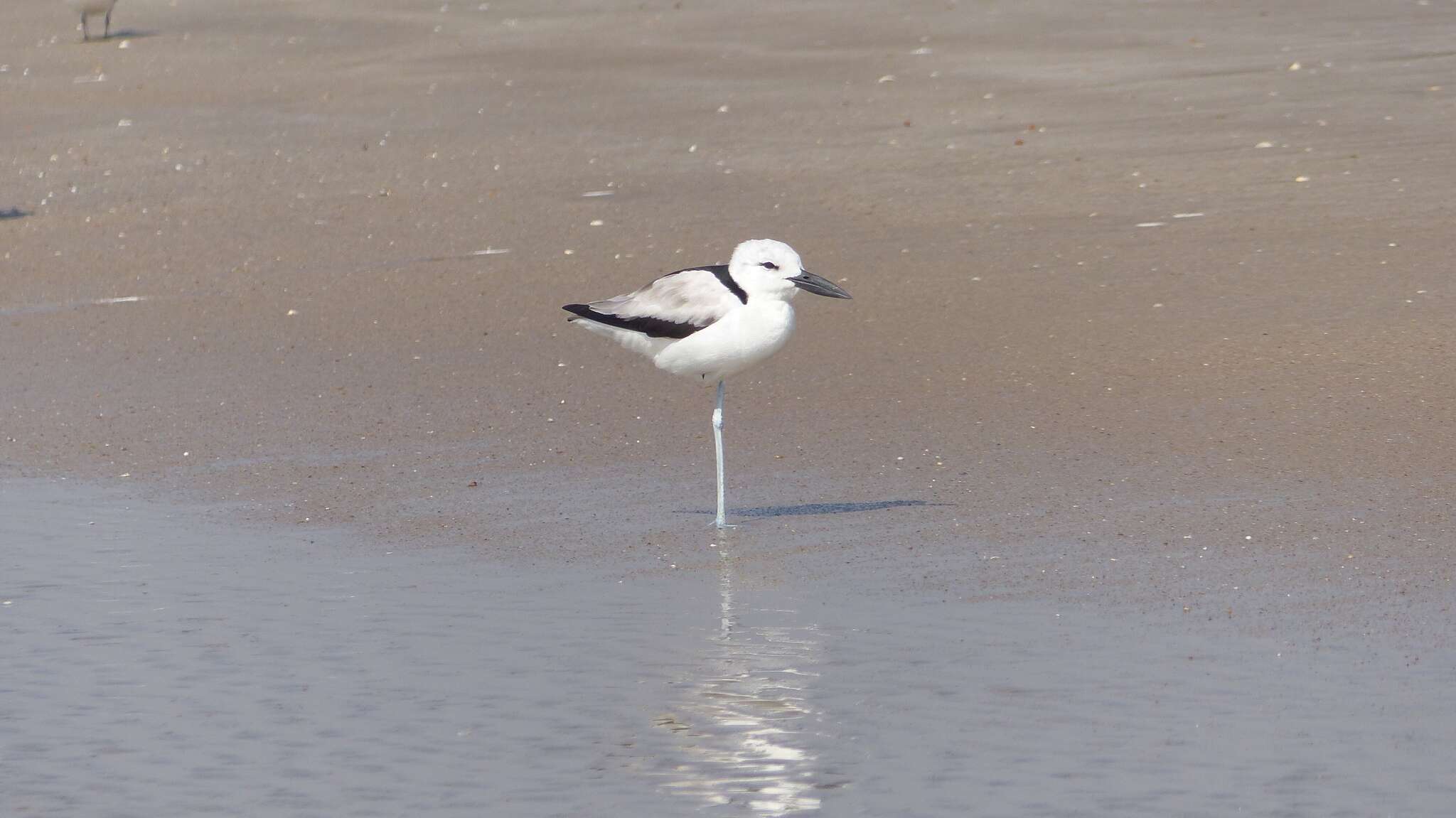 Image of crab-plovers