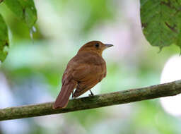 Image of Rufous Piha