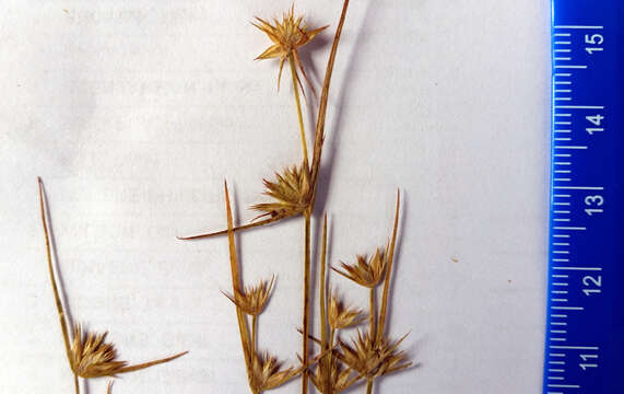 Juncus capitatus Weigel resmi