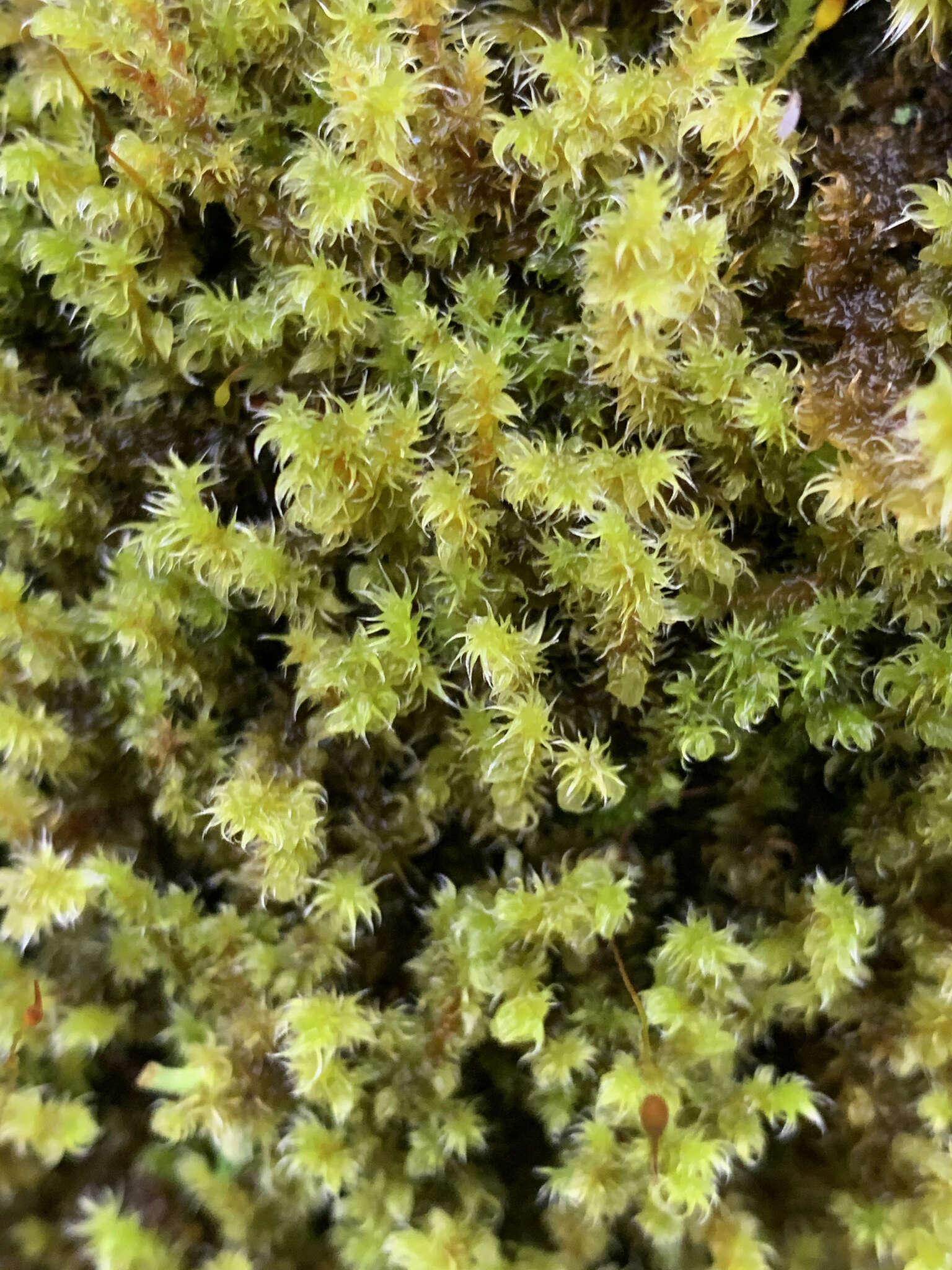 Image of elongate racomitrium moss