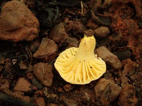 Image of Lactifluus luteopus (Verbeken) Verbeken 2012