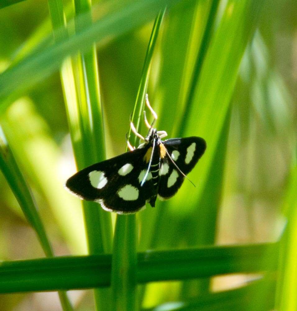 Anania funebris resmi