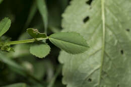 Image of wrinkled medick