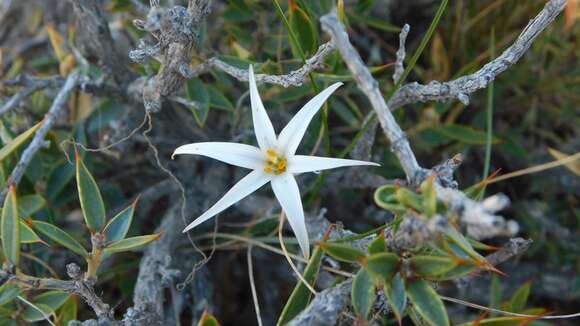 Image of Tristagma patagonicum (Baker) Traub