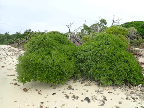 Image of Myoporum crassifolium G. Forst.