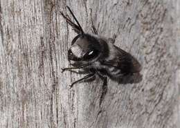 Imagem de Megachile erythropyga Smith 1853