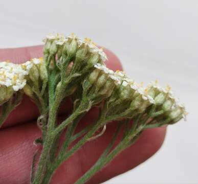 Achillea pannonica Scheele的圖片