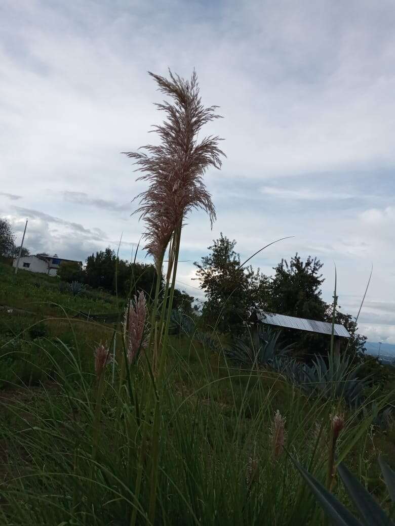 Cortaderia nitida (Kunth) Pilg.的圖片