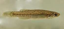 Image of Speckled killifish