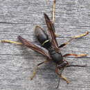 Imagem de Polistes parametricus Buck 2012