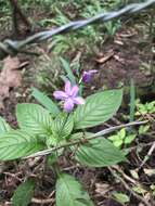 Pseuderanthemum cuspidatum (Nees) Radlk. resmi