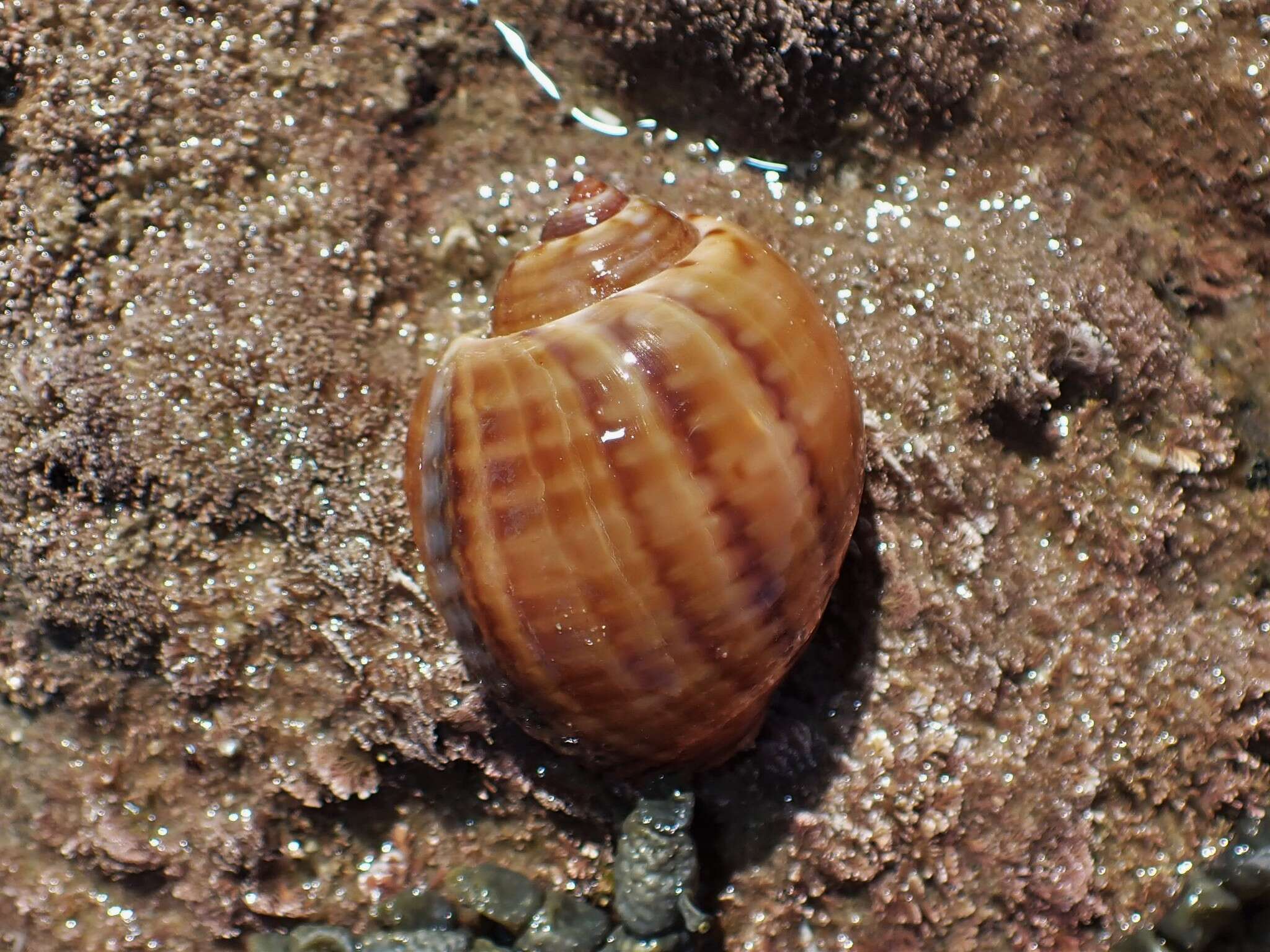 Image of Tonna canaliculata (Linnaeus 1758)