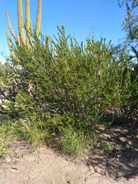 Image of Adelia brandegeei V. W. Steinm.