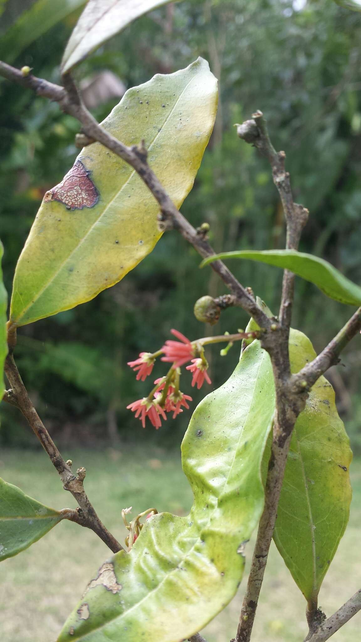 Image of Physena madagascariensis Steud.