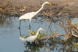 Image of Ardea intermedia intermedia Wagler 1829