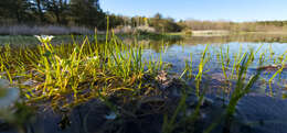 Image of Piedmont Quillwort