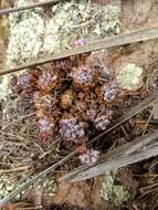 Image of Graptopetalum pachyphyllum Rose